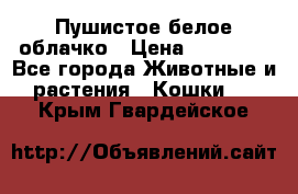 Пушистое белое облачко › Цена ­ 25 000 - Все города Животные и растения » Кошки   . Крым,Гвардейское